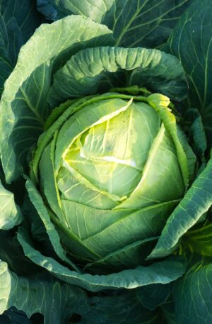 बंद गोभी