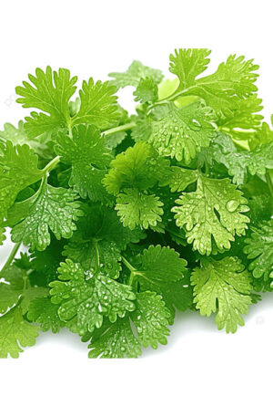 हरा धनिया